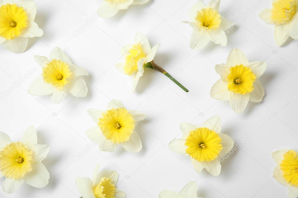 Composition with daffodils on white background, top view. Fresh spring flowers