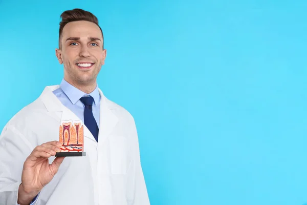 男性歯科医は、歯のモデル色の背景上に保持しています。テキストのためのスペース — ストック写真