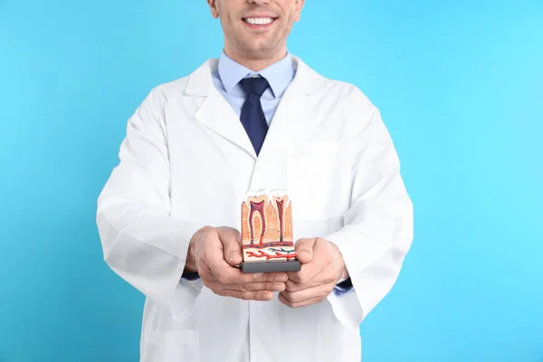 男性歯科医歯の保持モデル色の背景、クローズ アップ — ストック写真