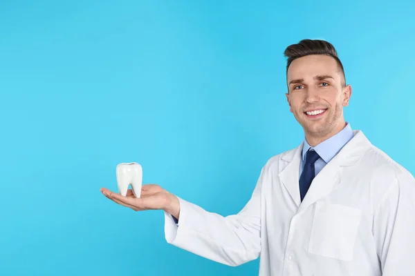 Мужчина-дантист держит модель зуба на цветном фоне — стоковое фото