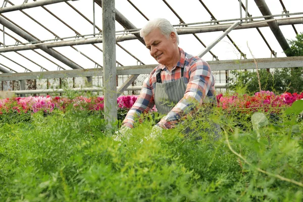 Érett férfi vigyáz növények üvegházhatású. Házi kertészkedés — Stock Fotó