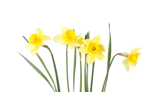 Prachtige narcissen op witte achtergrond. Verse lentebloemen — Stockfoto
