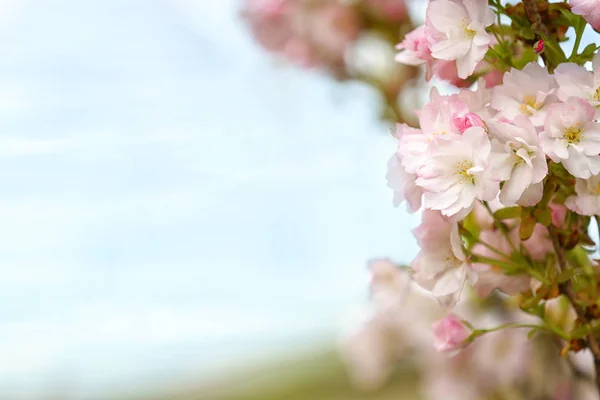Close-upweergave van boomtak met tedere bloemen buitenshuis, ruimte voor tekst. Verbazingwekkende lente bloesem — Stockfoto