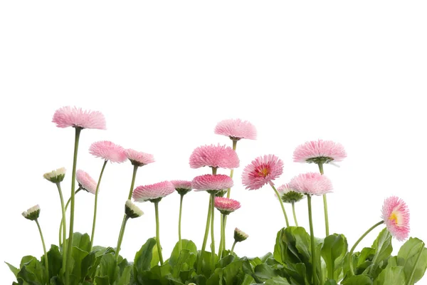 Krásné kvetoucí sedmikrány proti Bílému pozadí. Jarní květiny — Stock fotografie