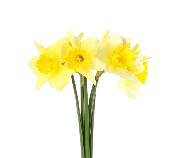 흰색 배경에 수선화의 꽃다발. 신선한 봄 꽃 — 스톡 사진