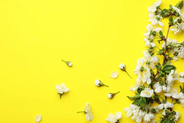 Composición plana de hermosas flores frescas de primavera sobre fondo de color, espacio para texto — Foto de Stock