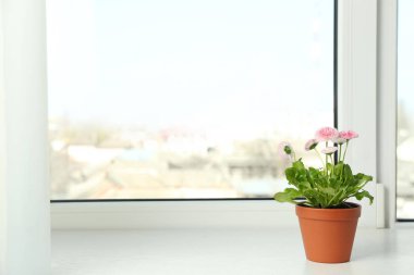 Pencere eşik, metin için alan üzerinde pot güzel çiçekli papatyalar. Bahar çiçekleri
