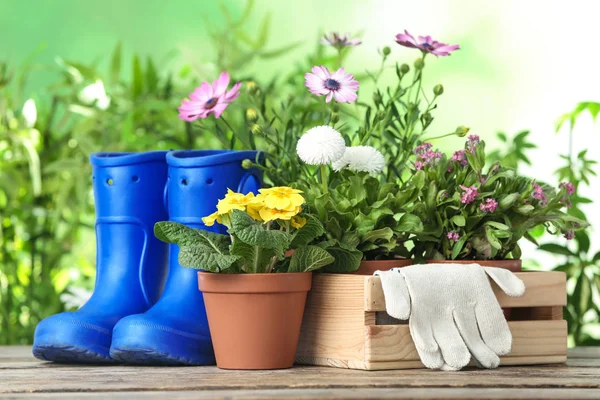 Flores en maceta y botas de goma en la mesa de madera. Jardinería doméstica — Foto de Stock