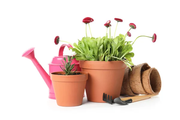 Florescimento em vaso flores e equipamentos de jardinagem no fundo branco — Fotografia de Stock