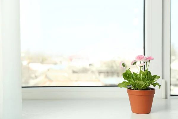 Beautiful blooming daisies in pot on window sill, space for text. Spring flowers
