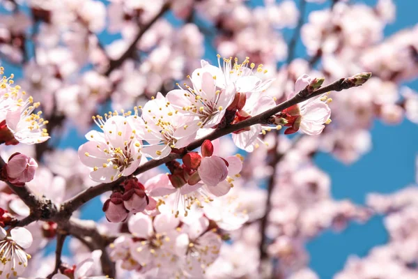 Крупним планом вид квітучого абрикосового дерева на сонячний день на відкритому повітрі. Весняний час — стокове фото