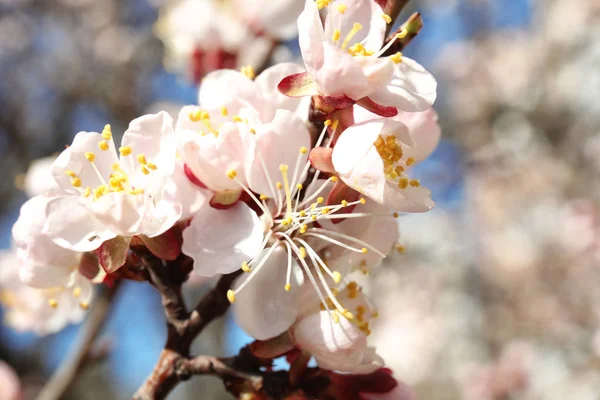Vista da vicino di un albero di albicocche in fiore nella giornata di sole all'aperto. Primavera — Foto Stock