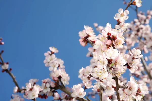 Nahaufnahme der blühenden Aprikosenbaum am sonnigen Tag im Freien. Frühling — Stockfoto