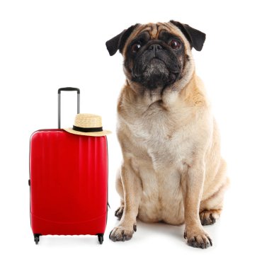 Adorable little dog tourist and suitcase with hat on white background clipart