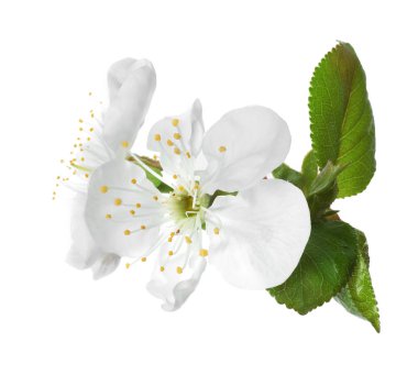 Güzel taze bahar çiçekleri beyaz arka plan üzerinde