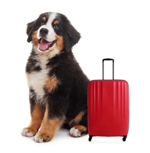Adorable perrito turista y maleta sobre fondo blanco —  Fotos de Stock
