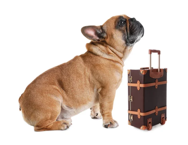 Adorável pequeno cão turista e mala no fundo branco — Fotografia de Stock