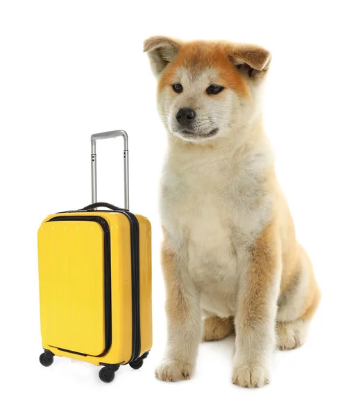 Adorável pequeno cão turista e mala no fundo branco — Fotografia de Stock
