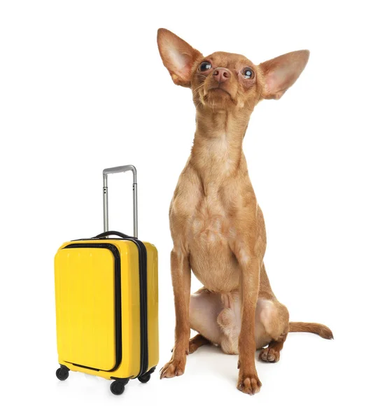 Adorable perrito turista y maleta sobre fondo blanco —  Fotos de Stock