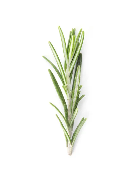 Świeży zielony rozmaryn gałązka na białym tle, widok z góry — Zdjęcie stockowe