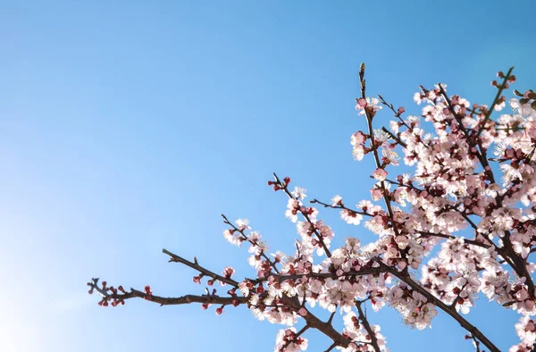Крупним планом вид квітучого абрикосового дерева на сонячний день на відкритому повітрі. Весняний час — стокове фото