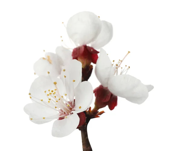 Bellissimi fiori freschi primaverili su sfondo bianco, primo piano — Foto Stock
