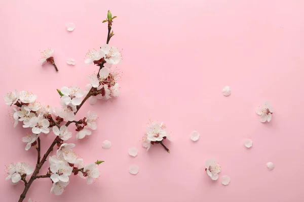 色の背景に美しい新鮮な春の花、テキストのためのスペースを持つトップビュー — ストック写真