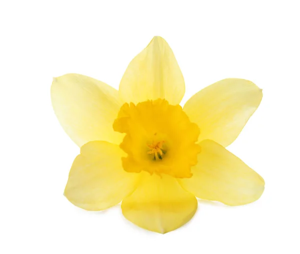 Hermoso narciso sobre fondo blanco. Flor fresca de primavera —  Fotos de Stock