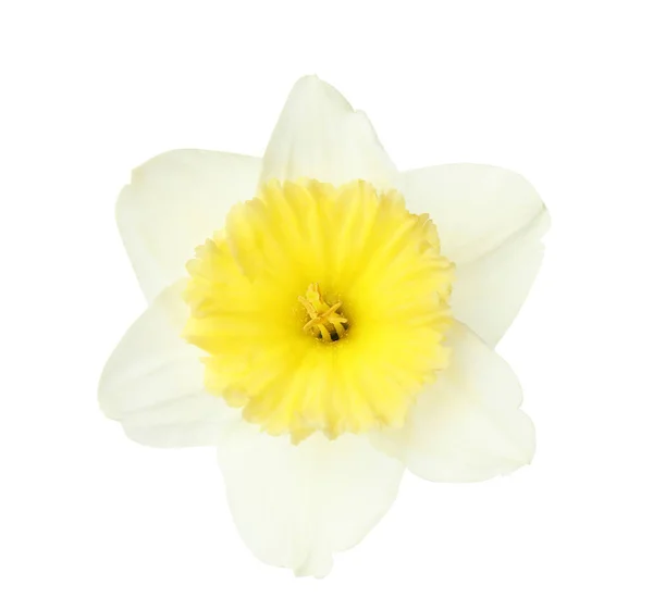 Bellissimo narciso su sfondo bianco. Fiore fresco di primavera — Foto Stock