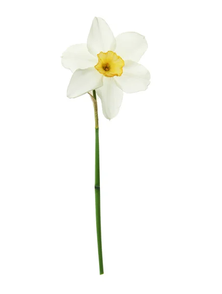 Hermoso narciso sobre fondo blanco. Flor fresca de primavera —  Fotos de Stock