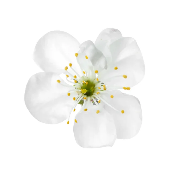 Bela flor de primavera fresca no fundo branco — Fotografia de Stock
