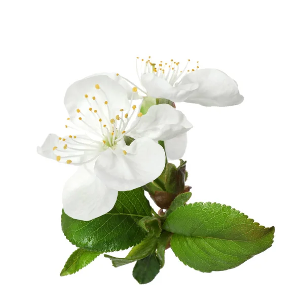 Lindas flores frescas de primavera no fundo branco — Fotografia de Stock