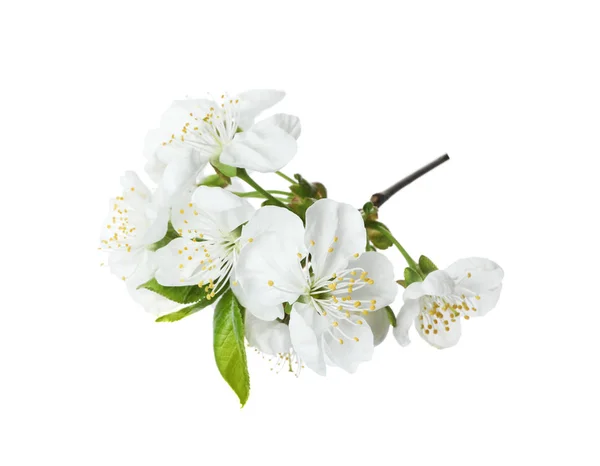Όμορφα φρέσκα άνοιξη λουλούδια σε λευκό φόντο — Φωτογραφία Αρχείου