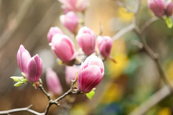 Magnolia strom s krásnými květinami venku, v šatně. Úžasný jarní květ — Stock fotografie