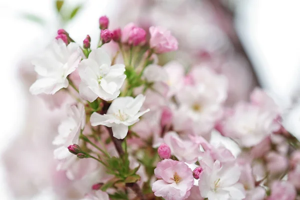 Vista de cerca de la rama del árbol con flores tiernas al aire libre. Increíble flor de primavera —  Fotos de Stock