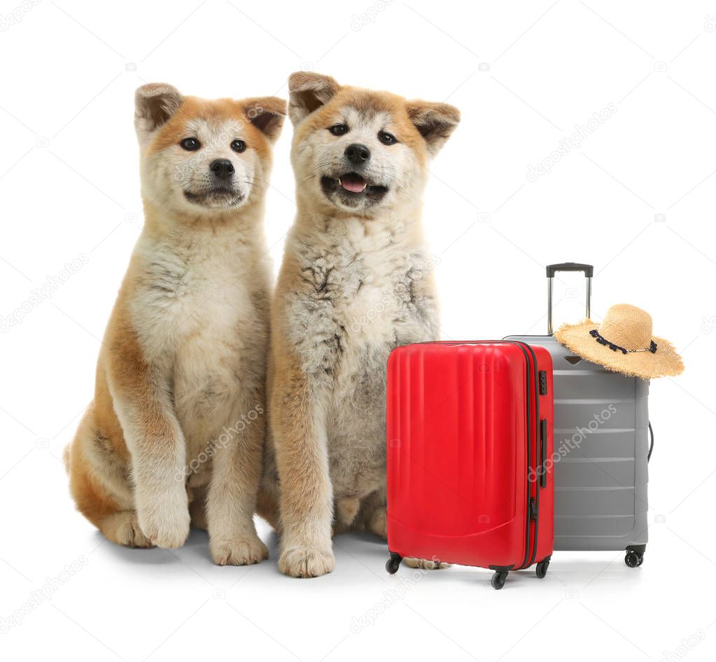 Adorable little dogs and suitcases on white background