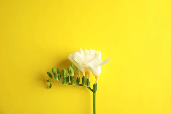 Красива фрезія з запашними квітами на кольоровому фоні, вид зверху — стокове фото