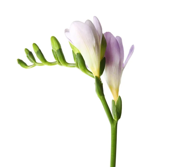 Hermosa freesia con flores fragantes sobre fondo blanco — Foto de Stock