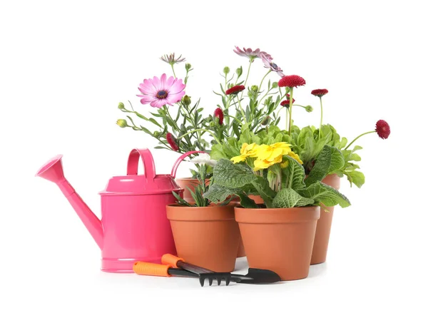 Potted blooming flowers and gardening equipment on white background — Stock Photo, Image
