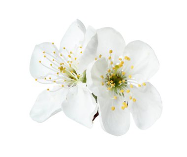 Güzel taze bahar çiçekleri beyaz arka plan üzerinde