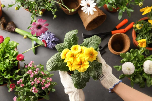 Mulher cuidando de flores dentro de casa, vista superior. Casa jardinagem — Fotografia de Stock