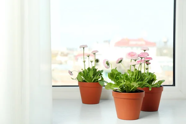 Margaridas florescendo bonitas em vasos na soleira da janela, espaço para texto. Flores de primavera — Fotografia de Stock