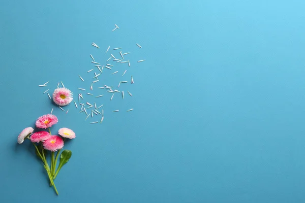 Flat lay composition with spring daisy flowers and space for text on color background — Stock Photo, Image