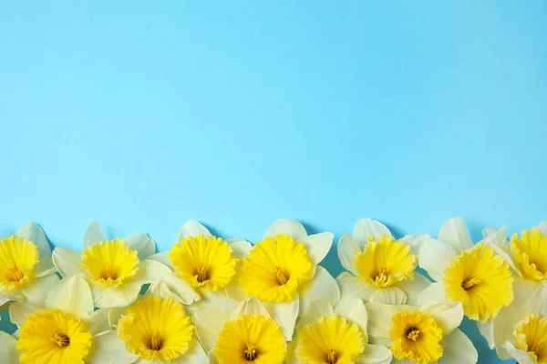 Composición plana con narcisos y espacio para texto sobre fondo de color. Flores frescas de primavera — Foto de Stock
