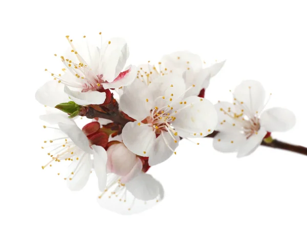 Hermosas flores frescas de primavera sobre fondo blanco, primer plano — Foto de Stock