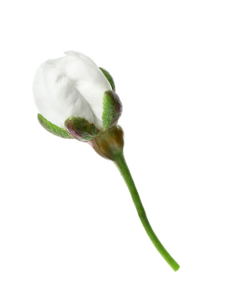 Vacker fräsch vårblomma knopp på vit bakgrund — Stockfoto