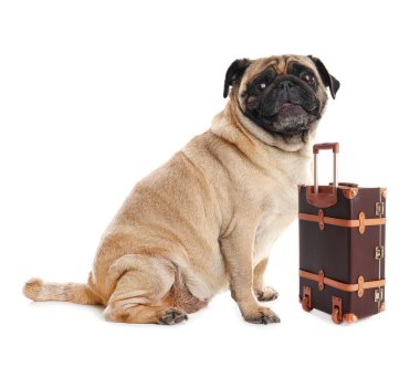 Beyaz arka planda sevimli küçük köpek turisti ve bavul.