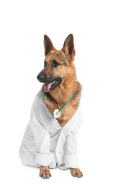 Sevimli köpek veteriner beyaz arka plan üzerinde olarak stetoskop ile üniformalı