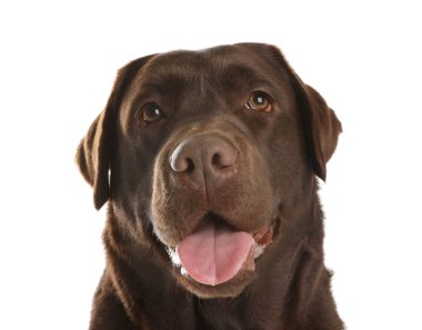 Beyaz arka planda çikolatalı labrador retriever. Sevimli evcil hayvan