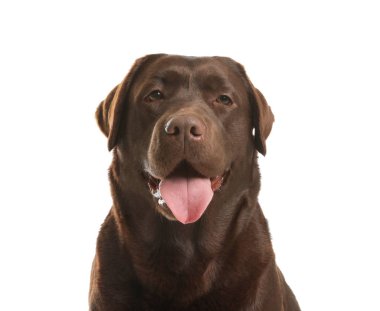 Beyaz arka planda çikolatalı labrador retriever. Sevimli evcil hayvan